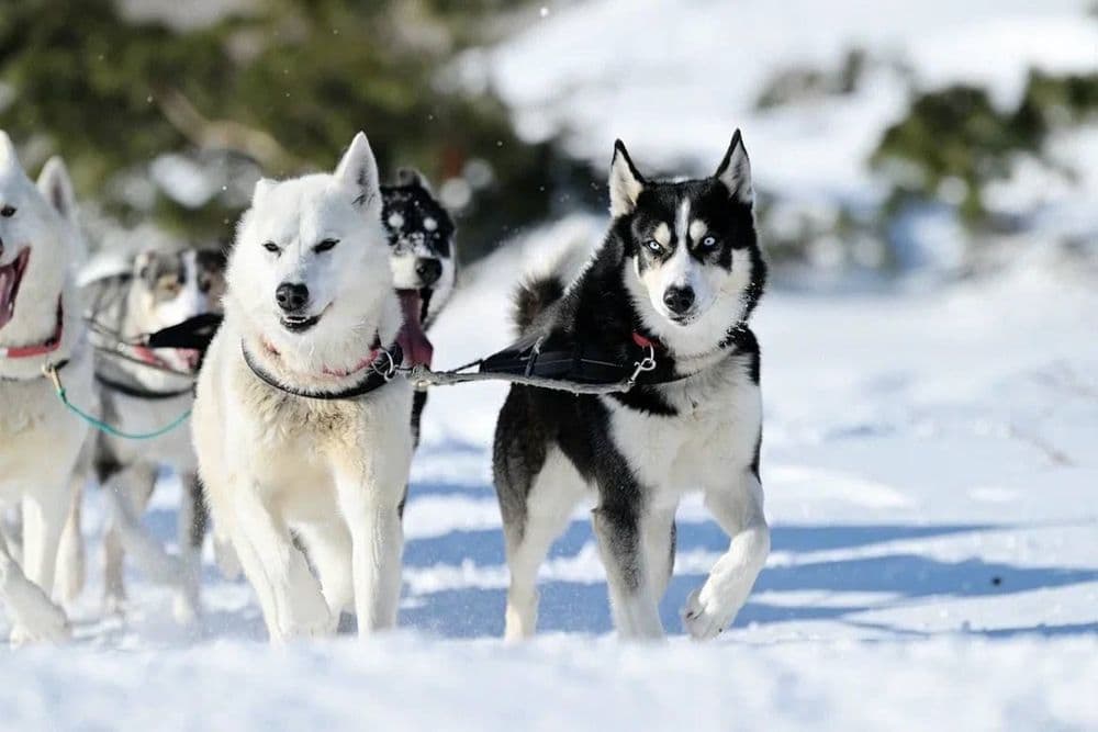 medium_авача праздник.jpg